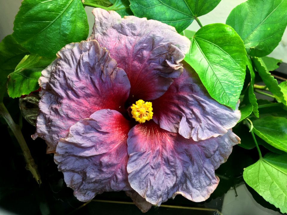 Flower Plant Flowering Plant Hibiscus