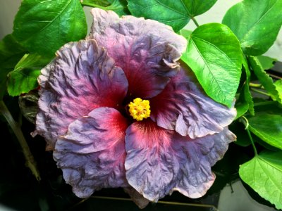 Flower Plant Flowering Plant Hibiscus