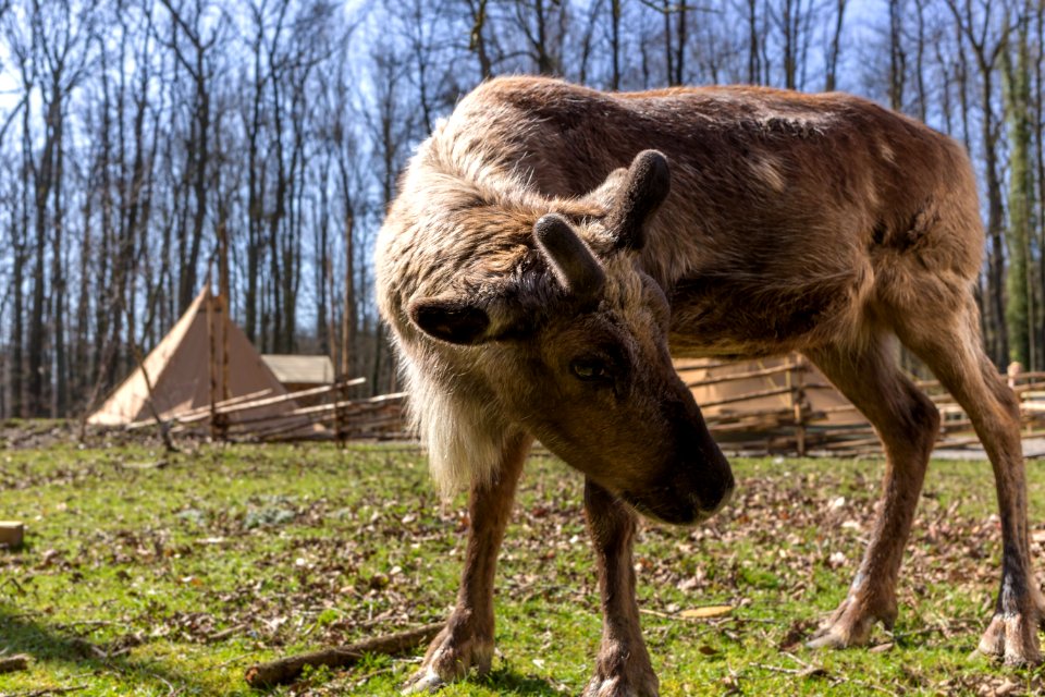 Wildlife Fauna Reindeer Deer