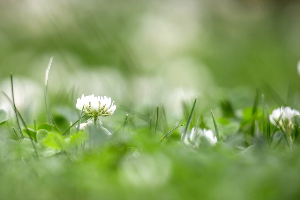 Flower Grass Close Up Flora photo