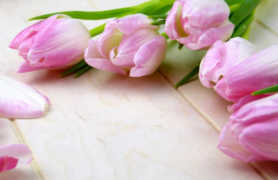 Flower Pink Flowering Plant Plant