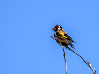 Bird Fauna Finch Beak photo