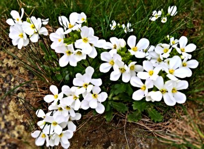 Flower Plant Flora Flowering Plant