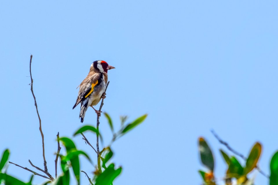 Bird Fauna Beak Ecosystem