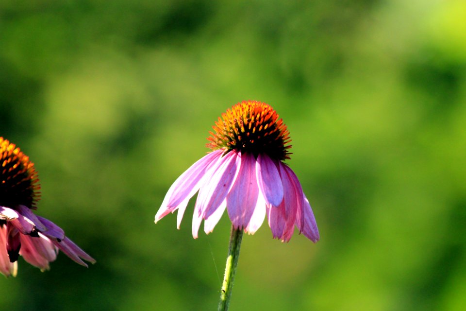 Flower Flora Nectar Coneflower