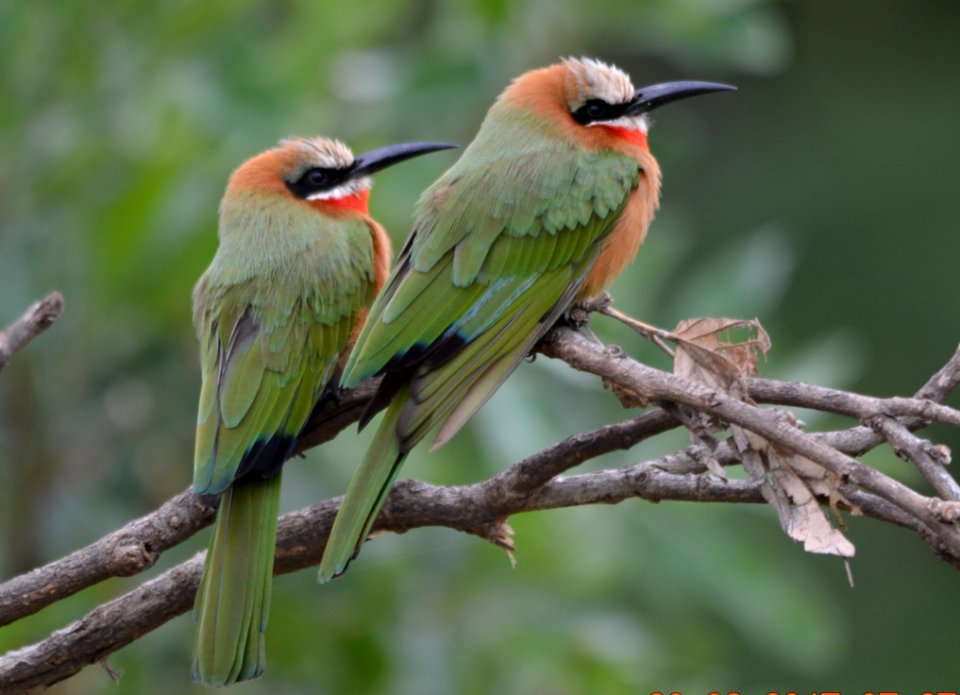 Bird Ecosystem Fauna Bee Eater