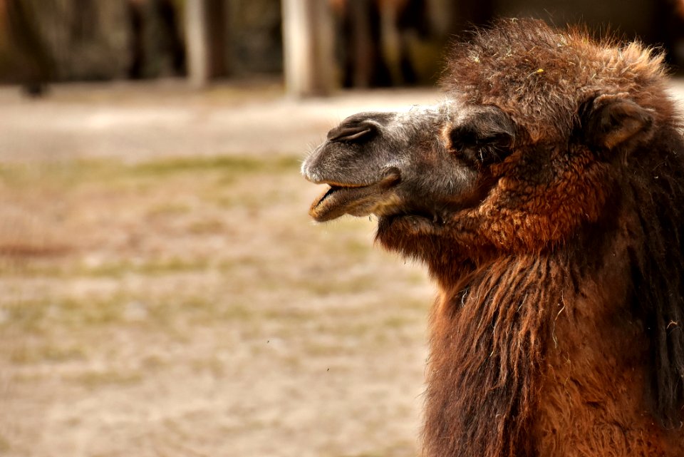 Fauna Camel Like Mammal Terrestrial Animal Wildlife