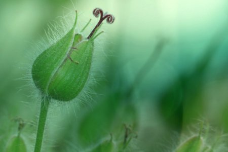 Macro Photography Close Up Leaf Flora photo