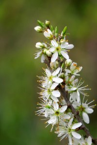 Flora Flower Plant Spring