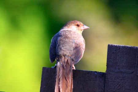 Bird Beak Fauna House Finch