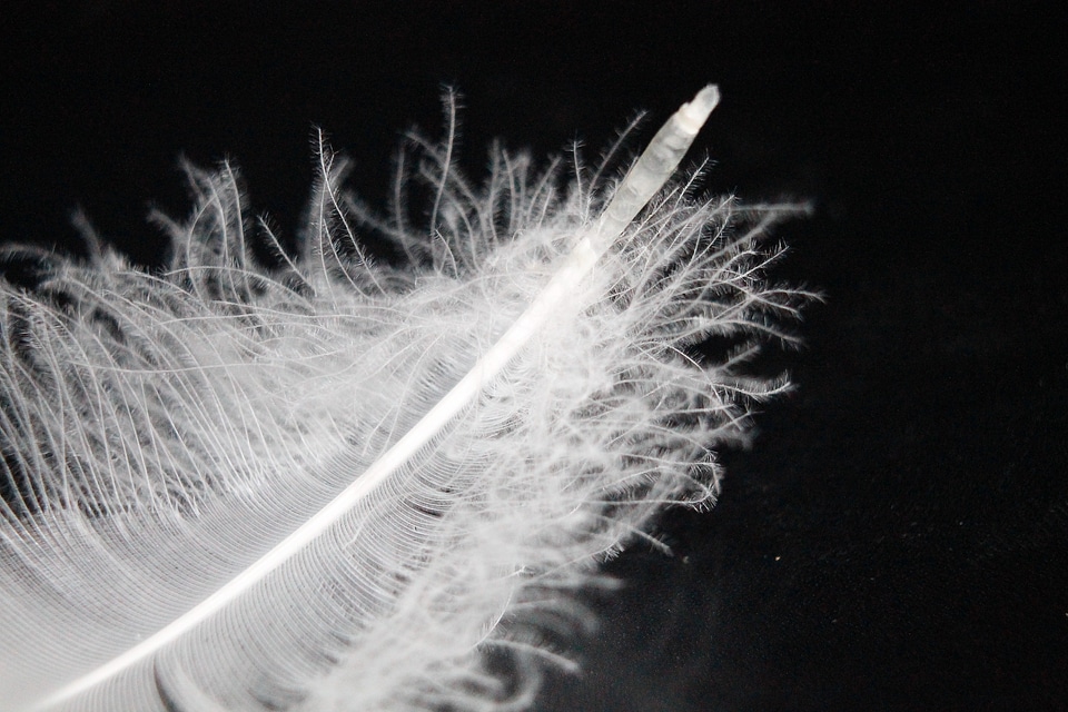 Feather swan feather soft