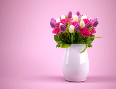 Flower Flowering Plant Pink Vase photo