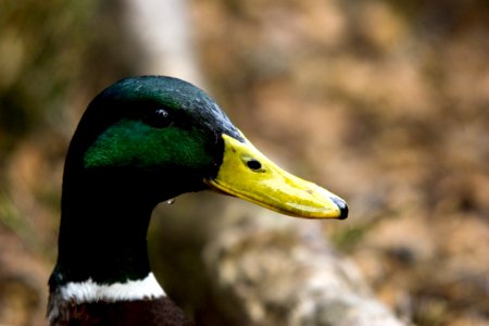 Bird Duck Beak Mallard