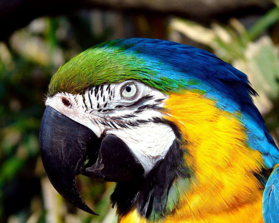 Bird Beak Parrot Macaw photo