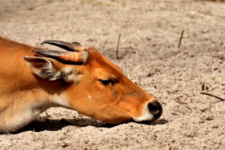 Wildlife Fauna Antelope Terrestrial Animal
