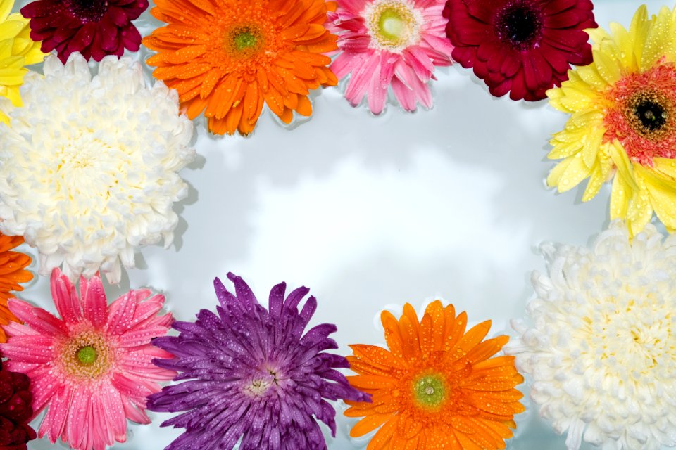African Daisy Attractive