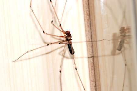 Cellar Spider Close-up Photography