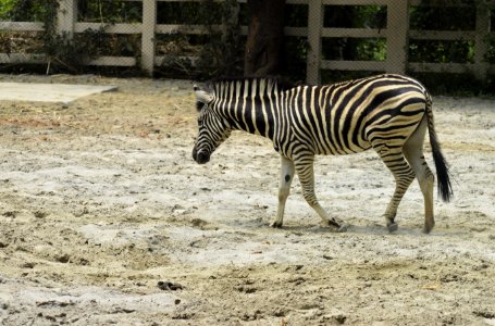 Black And White Zebra photo