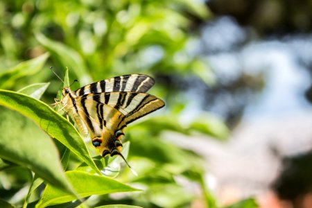 Brown And Black Butterfly In Macro Photography