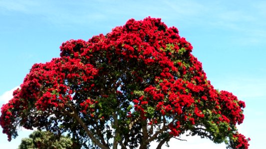 Red And Green Tree Under Blue Sky