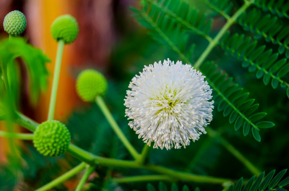White Touch Me Not Flower