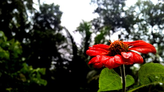 Selective Focus Photography Of Red Petaled Flower photo