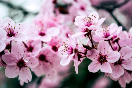 Pink Petaled Flowers Closeup Photo photo