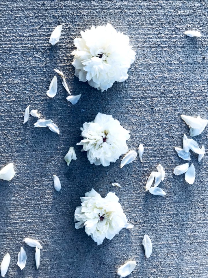 Three White Flowers With Petals