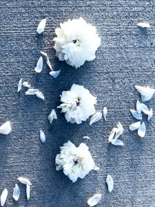 Three White Flowers With Petals photo