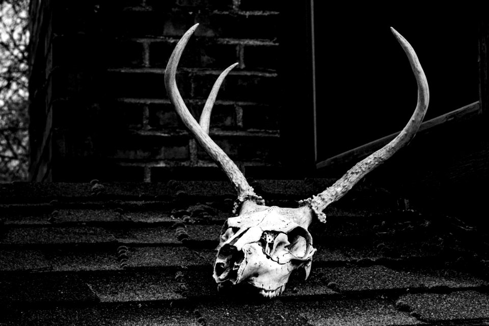 Grayscale Photo Of Skull With Antler