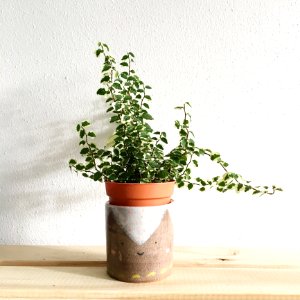 Green Leafy Plant Potted On Clay Pot photo