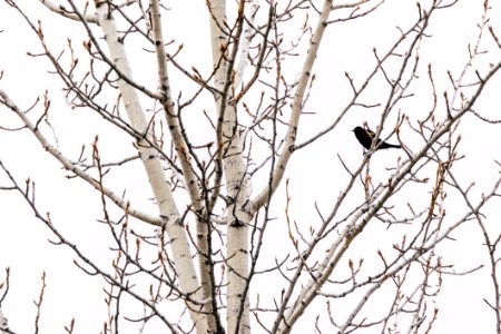 Autumn Avian Beak
