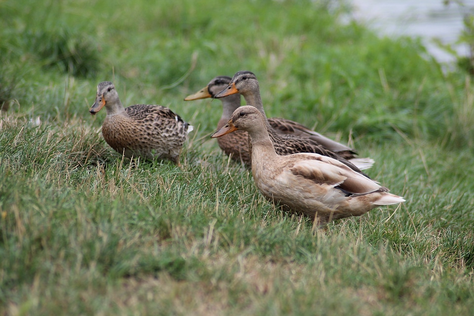 Waterfowl animals nature