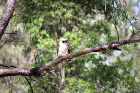 Brown And White Kookaburra Perched On Tree photo