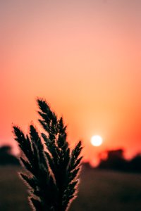 Selective Focus Photography Of Green Fern Plant