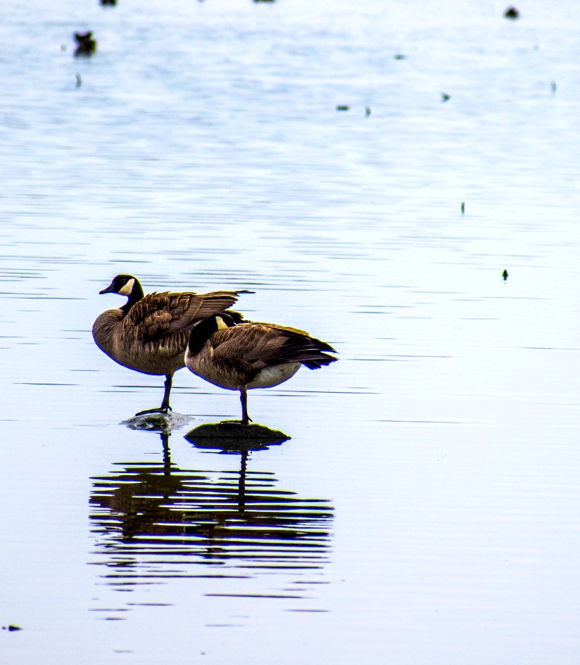 Two Brown Geese On Body Of Water