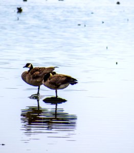 Two Brown Geese On Body Of Water