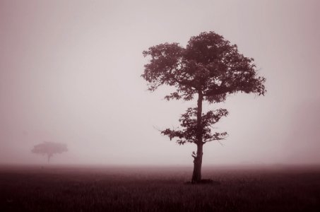 Photograph Of Fog Engulfing Grass Plane
