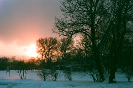 Black Naked Tree On Snow Covered Field photo