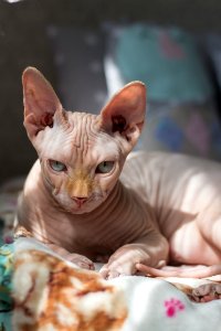 Selective Focus Photography Of Sphinx Cat Lying On Bedspread photo