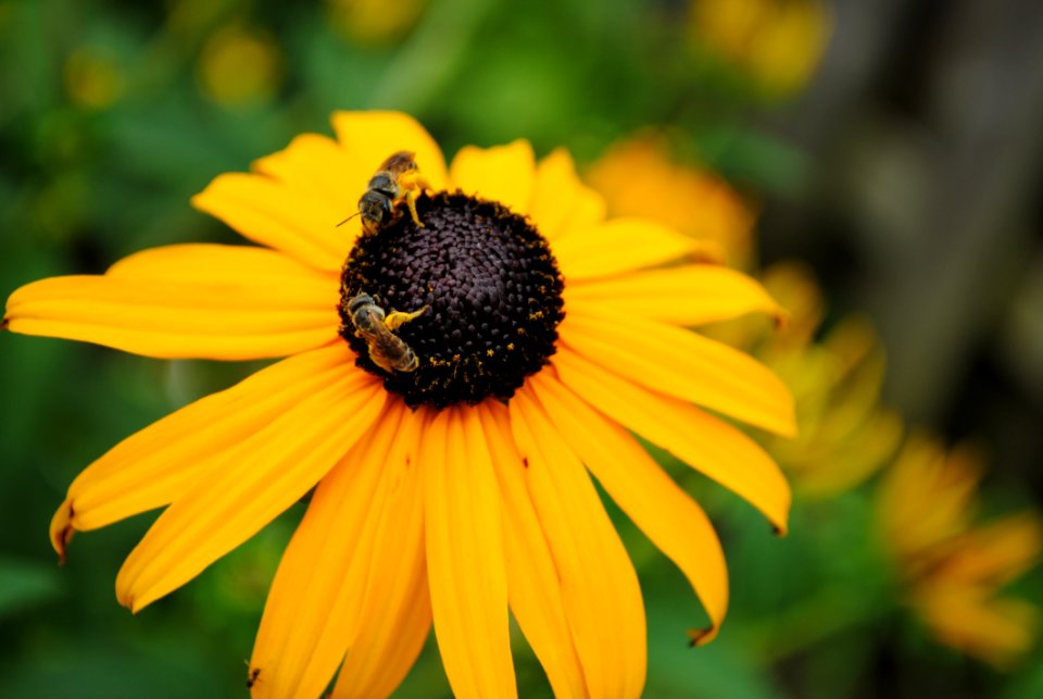 Closeup Photo Of Yellow Sunflower In Bloom