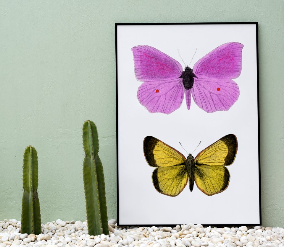 Pink And Yellow Butterflies Painting Beside Two Green Cacti