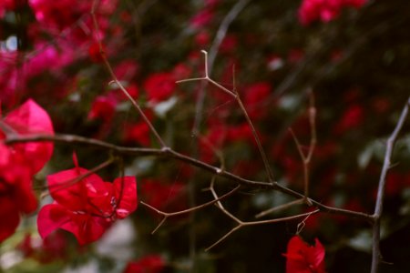 Selective Focus Photo Of Red Bougainvillea
