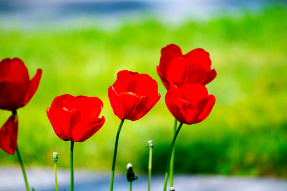 Shallow Focus Photo Of Red Flowers