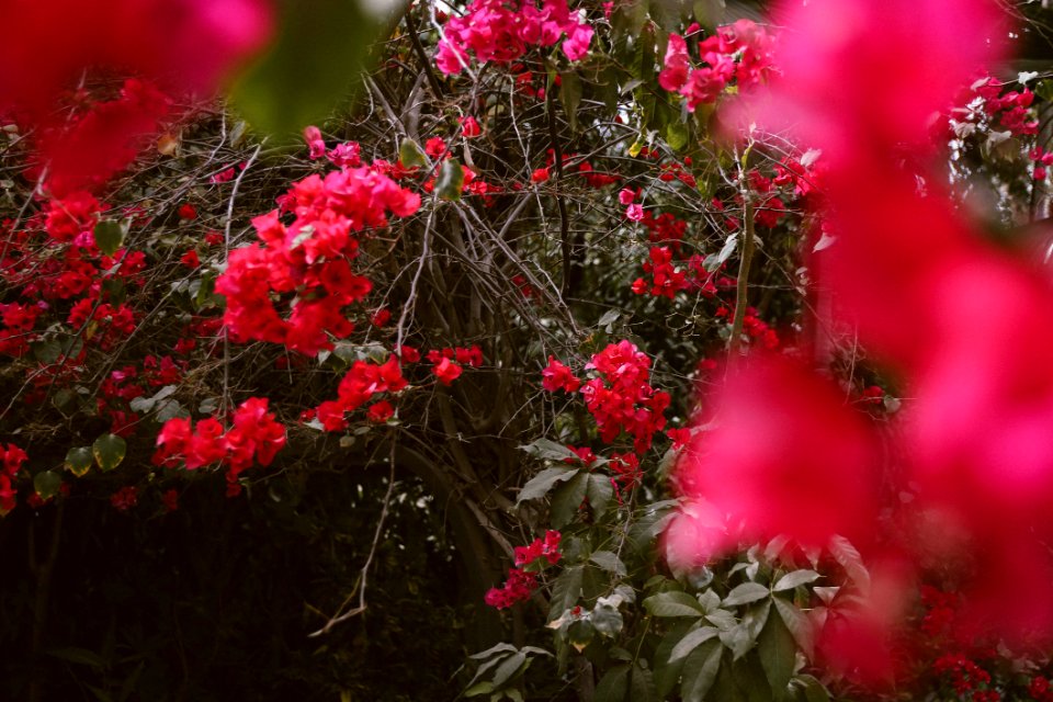 Selective Focus Photo Of Red Bougainvillea Flowers
