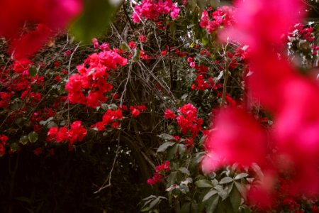 Selective Focus Photo Of Red Bougainvillea Flowers photo