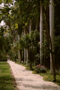 Palm Trees Beside Gray Paved Pathway photo