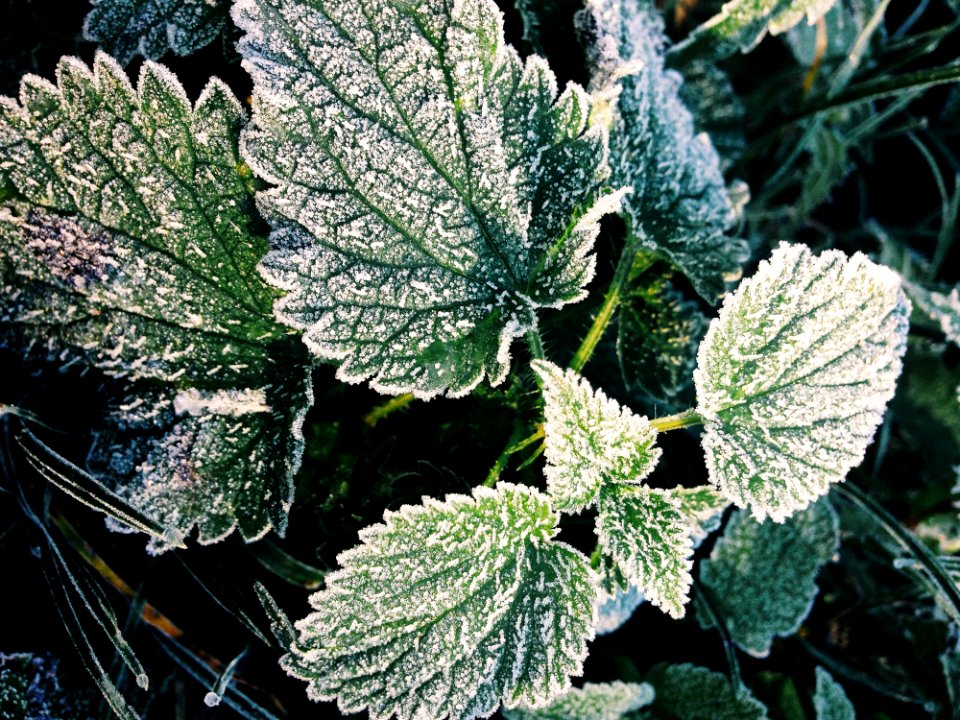 Green Oregano Leaves photo