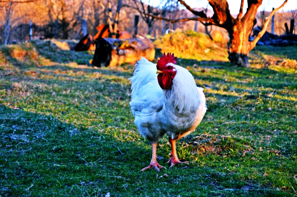 White Rooster On Green Grass Field photo
