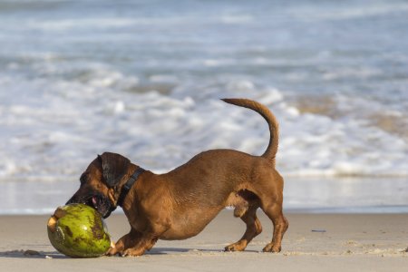 Short-coated Brown Dog Beside Coconut Shell photo